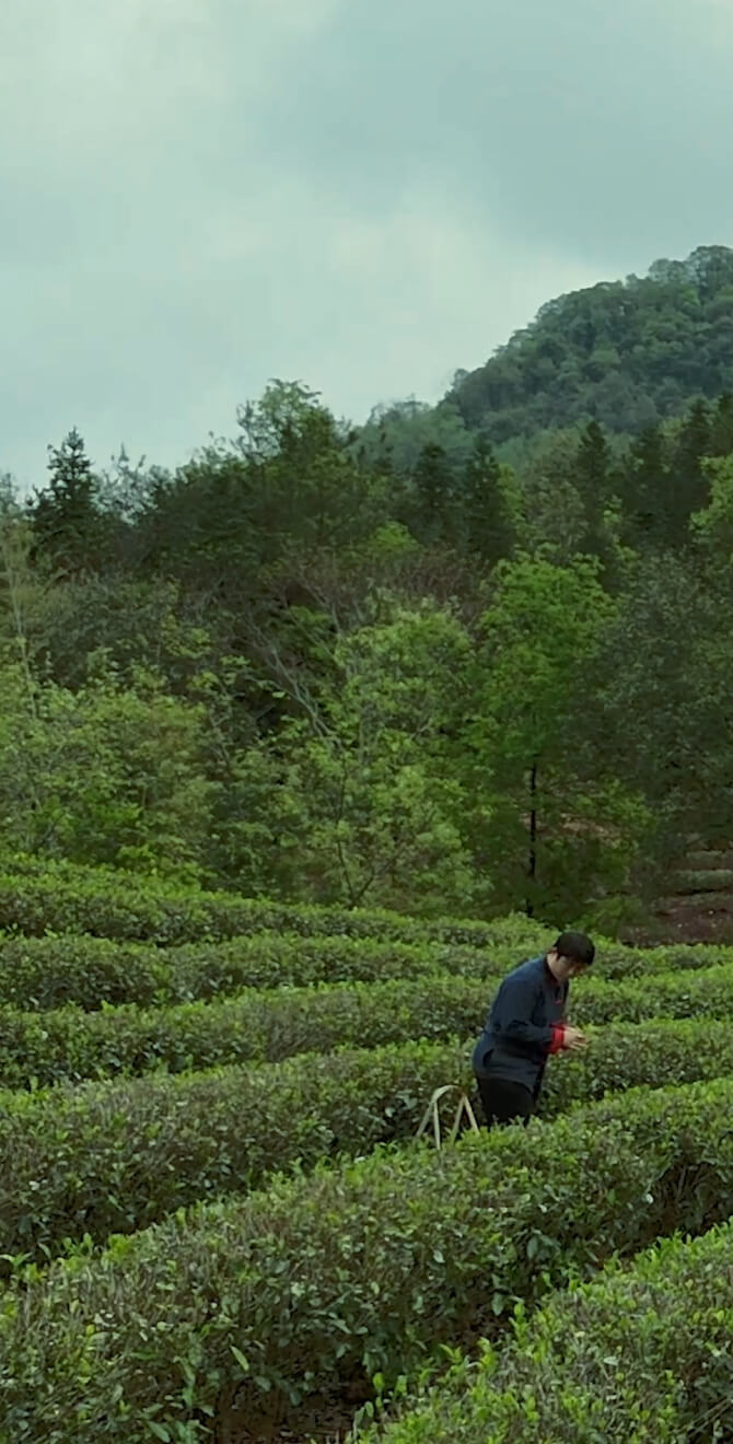 中国茶農家の高品質なお茶｜茗茶香(MEICHAKO)｜零氏株式会社